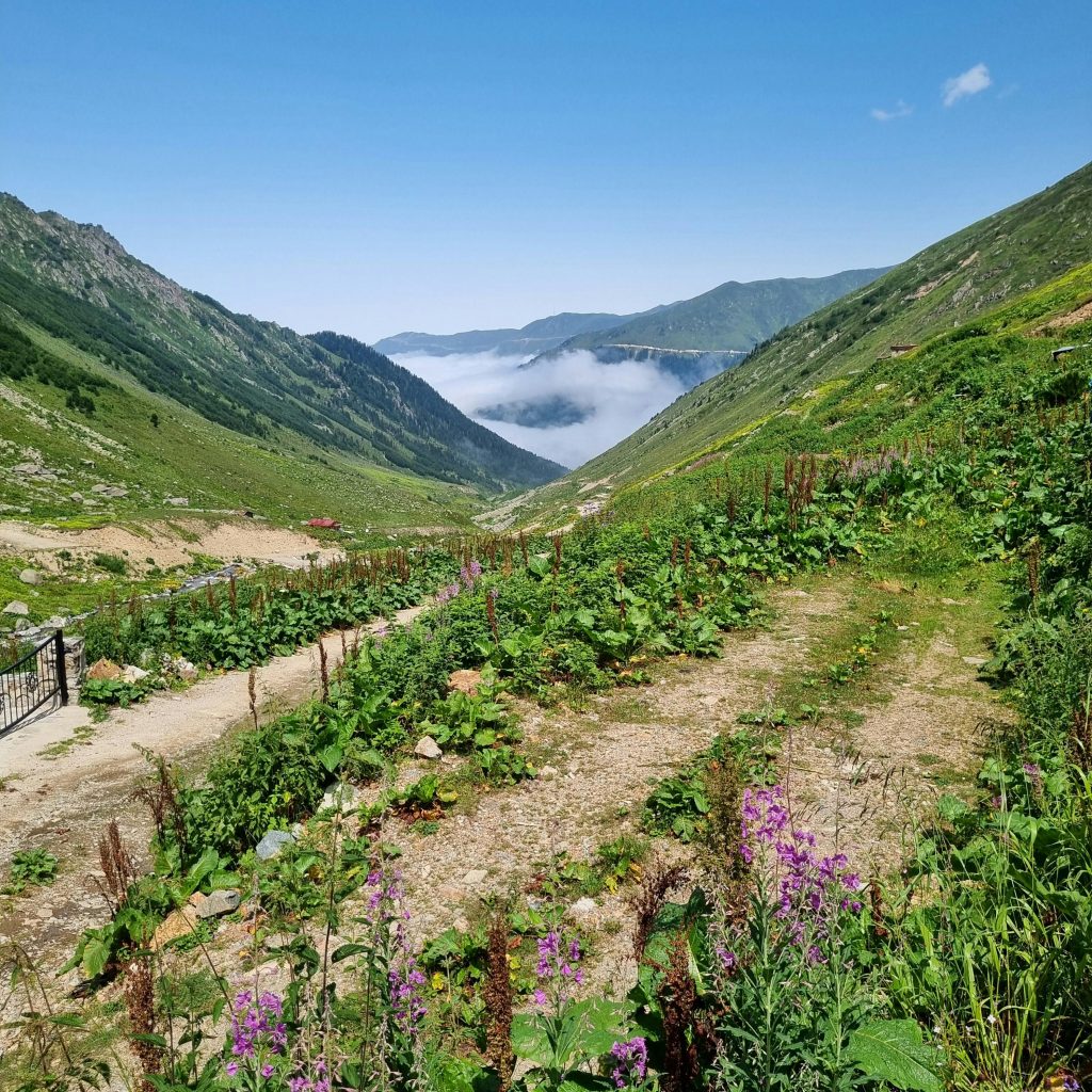 Explore the scenic beauty of Kaçkar Mountains in Rize, Türkiye, with lush valleys and vibrant wildflowers.